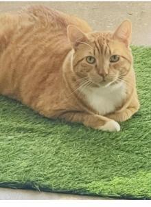 Kobe - Domestic Cat For Adoption - Bridgeport, CT, US Kobe - Domestic Cat For Adoption - Bridgeport, CT, US