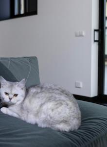 Kitty - Scottish Straight Kitten For Sale - Commerce City&comma; CO&comma; US