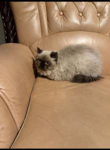 Roman - Himalayan Kitten For Sale - Midland&comma; NC&comma; US