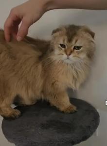 Persik - Scottish Fold Cat For Sale - Palm Coast&comma; FL&comma; US