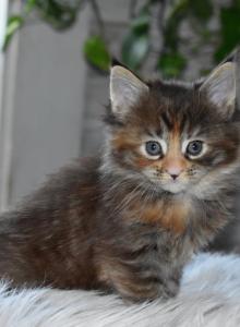 Maine Coons Ready Now TICA Registered - Maine Coon Kitten For Adoption - Manchester, NH, US Maine Coons Ready Now TICA Registered - Maine Coon Kitten For Adoption - Manchester, NH, US