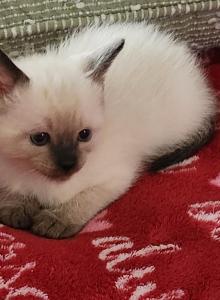 Sealpoint Female - Siamese Kitten For Sale - Willington&comma; CT&comma; US