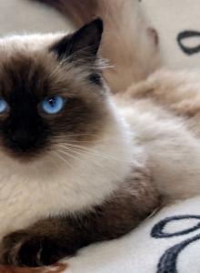 Minnie - Ragdoll Cat For Sale - Ocala&comma; FL&comma; US