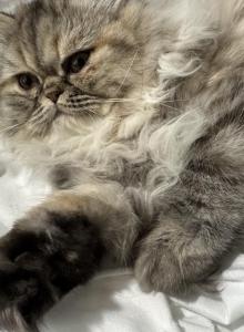 Pearl  Blue Golden Shaded Silver Smoke - Persian Kitten For Sale - Lacey&comma; WA&comma; US
