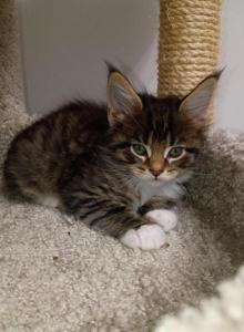 Athena - Maine Coon Kitten For Sale - Brooklyn&comma; NY&comma; US
