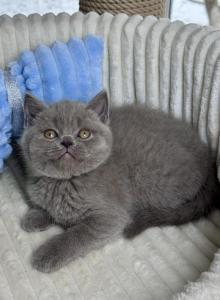 Lewis - Scottish Straight Kitten For Sale - Hollywood&comma; FL&comma; US