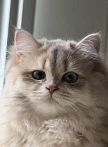 Lavanda blue golden - British Shorthair Kitten For Adoption - Matthews, NC, US Lavanda blue golden - British Shorthair Kitten For Adoption - Matthews, NC, US