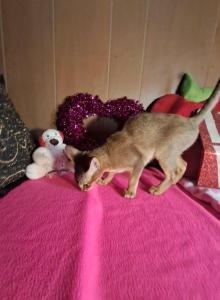 Ruddy Valentine Candy - Abyssinian Kitten For Sale - Plymouth, WI, US Ruddy Valentine Candy - Abyssinian Kitten For Sale - Plymouth, WI, US
