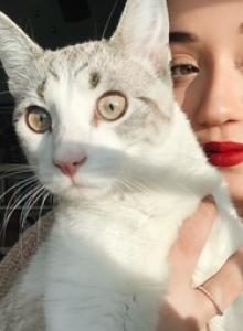 Coco - Domestic Cat For Adoption - Chicago, IL, US Coco - Domestic Cat For Adoption - Chicago, IL, US