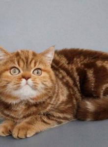 Cinnabon lady - Scottish Straight Kitten For Adoption - MA, US Cinnabon lady - Scottish Straight Kitten For Adoption - MA, US