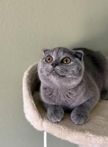 Lady Blue Scottish Fold - Scottish Fold Kitten For Sale - Celebration&comma; FL&comma; US