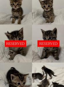 Baby - Bengal Kitten For Adoption - Auburn, WA, US Baby - Bengal Kitten For Adoption - Auburn, WA, US