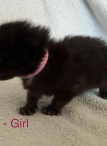 Bakery litter - Maine Coon Kitten For Sale - Doniphan, MO, US Bakery litter - Maine Coon Kitten For Sale - Doniphan, MO, US