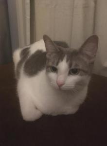 Greycie - American Shorthair Cat For Adoption - San Antonio, TX, US Greycie - American Shorthair Cat For Adoption - San Antonio, TX, US