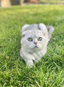 Ash - Scottish Fold Cat For Sale - Commerce City&comma; CO&comma; US