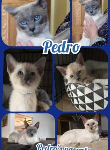 Siamese spring litter Asia - Siamese Kitten For Sale - Bedford, PA, US Siamese spring litter Asia - Siamese Kitten For Sale - Bedford, PA, US