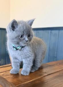 Ariel - Scottish Straight Kitten For Sale - Philadelphia, PA, US Ariel - Scottish Straight Kitten For Sale - Philadelphia, PA, US