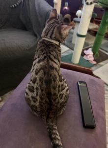 Daedalus Bronze Collar - Bengal Kitten For Sale - Oklahoma City, OK, US Daedalus Bronze Collar - Bengal Kitten For Sale - Oklahoma City, OK, US