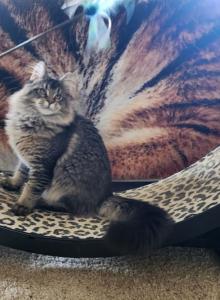Granola - Maine Coon Kitten For Sale - Nevada City, CA, US Granola - Maine Coon Kitten For Sale - Nevada City, CA, US