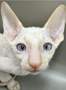 MANGO Cornish Rex Male Kitten - Cornish Rex Kitten For Sale - NJ, US MANGO Cornish Rex Male Kitten - Cornish Rex Kitten For Sale - NJ, US