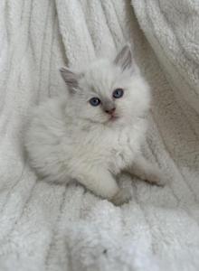 Fawn female - Ragdoll Kitten For Sale - Butler, PA, US Fawn female - Ragdoll Kitten For Sale - Butler, PA, US