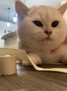Cat women - British Shorthair Cat For Sale - Maineville, OH, US Cat women - British Shorthair Cat For Sale - Maineville, OH, US