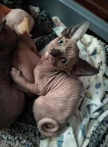 Tortie female - Sphynx Kitten For Sale - Fontana, CA, US Tortie female - Sphynx Kitten For Sale - Fontana, CA, US