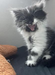 Daisy - Persian Kitten For Sale - Port St. Lucie, FL, US Daisy - Persian Kitten For Sale - Port St. Lucie, FL, US