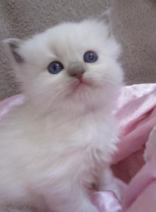 Ragdoll Kitten Female BluePoint Mitted Named Pet - Ragdoll Kitten For Sale - Thorp&comma; WI&comma; US