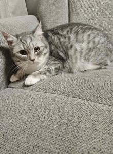 Persian Siberian Litter - Persian Kitten For Sale - Westfield, MA, US Persian Siberian Litter - Persian Kitten For Sale - Westfield, MA, US