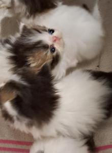 Pair of Brown Tabby & White Brothers - Persian Kitten For Sale - Farmville, VA, US Pair of Brown Tabby & White Brothers - Persian Kitten For Sale - Farmville, VA, US