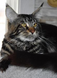 Maine Coon kittens  TICA Registered - Maine Coon Kitten For Sale - Manchester&comma; NH&comma; US