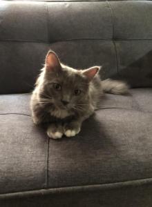 KiKo - Russian Blue Cat For Adoption - Fort Worth&comma; TX&comma; US