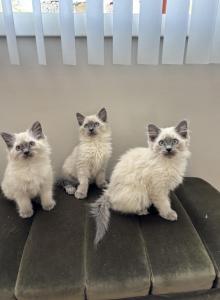 Ragdoll litter - Ragdoll Kitten For Sale - Billerica, MA, US Ragdoll litter - Ragdoll Kitten For Sale - Billerica, MA, US