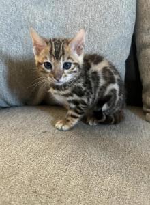 Jewels kittens - Bengal Kitten For Sale - Seattle&comma; WA&comma; US