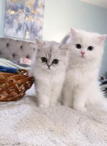 Purrpats - Persian Kitten For Adoption - MD&comma; US