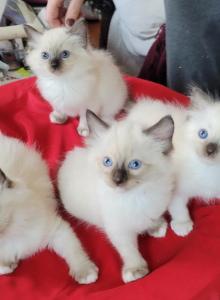 Fefa's December Litter - Ragdoll Kitten For Sale - Brooklyn, NY, US Fefa's December Litter - Ragdoll Kitten For Sale - Brooklyn, NY, US