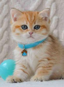 Robbie golden spotted chinchilla baby boy - British Shorthair Kitten For Sale - Houston&comma; TX&comma; US