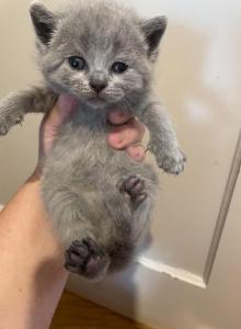 Kitten 1 - Scottish Straight Kitten For Sale - Portsmouth&comma; RI&comma; US