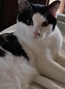 Blake - Ragdoll Kitten For Sale - Overland Park&comma; KS&comma; US