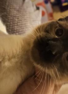 Siamese chocolate - Siamese Cat For Sale - Louisville, KY, US Siamese chocolate - Siamese Cat For Sale - Louisville, KY, US