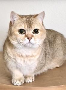 Pancake Folsom CA - Munchkin Cat For Sale - San Diego&comma; CA&comma; US