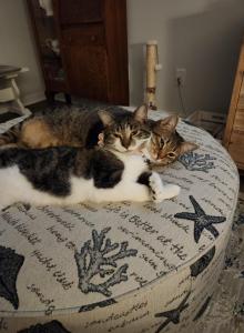 Maui and Nala - Domestic Cat For Adoption - Jacksonville&comma; FL&comma; US