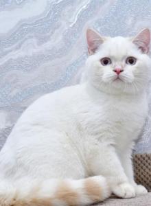 Irvin - British Shorthair Kitten For Sale - Los Angeles, CA, US Irvin - British Shorthair Kitten For Sale - Los Angeles, CA, US
