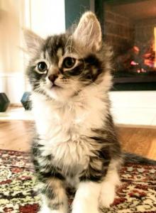 Cloud - Maine Coon Kitten For Sale - Atlanta&comma; GA&comma; US