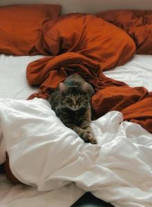 Jasmine - Domestic Cat For Adoption - Coppell&comma; TX&comma; US