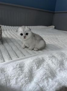 Girl 1 - Scottish Fold Kitten For Sale - Langhorne&comma; PA&comma; US
