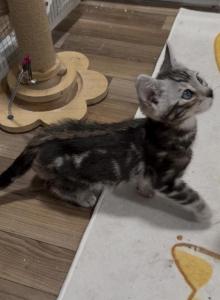 Bolik - Bengal Kitten For Sale - Wellesley&comma; MA&comma; US