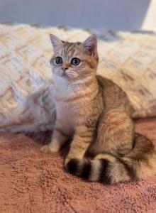 Krapa - British Shorthair Kitten For Sale - San Francisco&comma; CA&comma; US