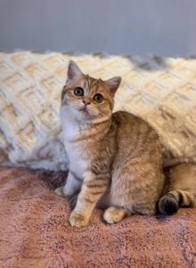 Krapa - British Shorthair Kitten For Sale - San Francisco, CA, US Krapa - British Shorthair Kitten For Sale - San Francisco, CA, US